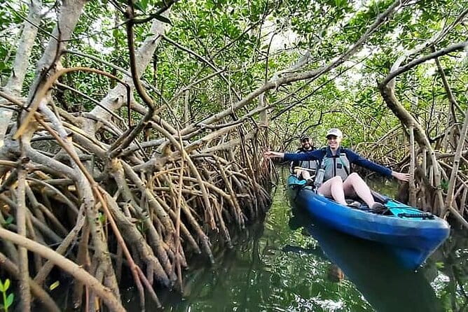 Thousand Island Mangrove Tunnel, Manatee & Dolphin Kayak Tour w/Cocoa Kayaking - The Value and Pricing