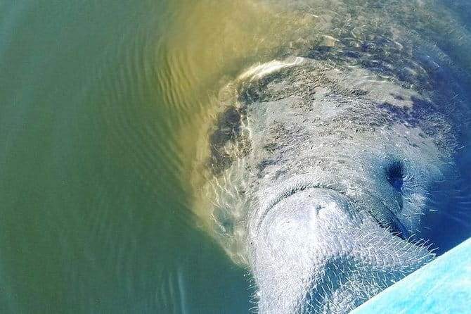 Wildlife Refuge Manatee, Dolphin & Mangrove Kayak or Paddleboarding Tour! - FAQ