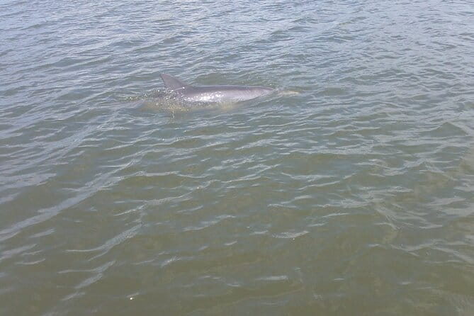 Dolphin and Manatee Adventure Tour of Merritt Island - The Sum Up: Is It Worth It?