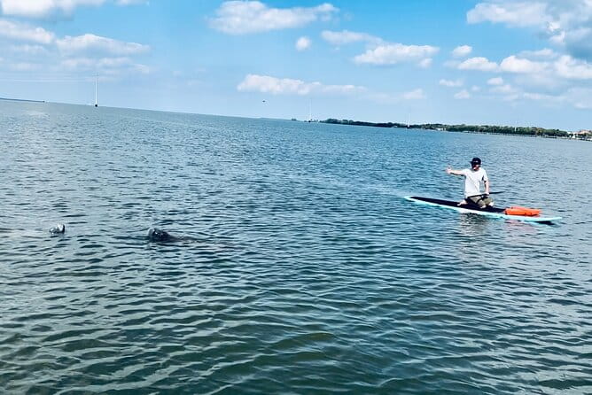 Dolphin and Manatee Adventure Tour of Merritt Island - An In-Depth Look at the Merritt Island Wildlife Paddle Tour