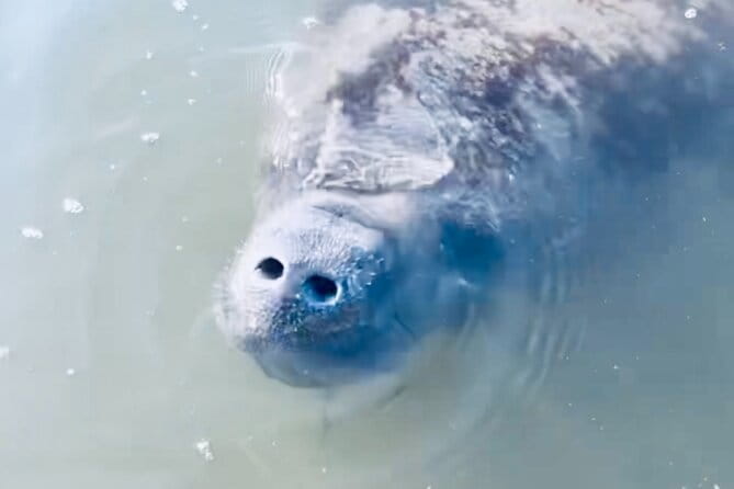 Dolphin and Manatee Kayak and SUP Adventure Tour of Cocoa Beach - What Makes this Tour Stand Out