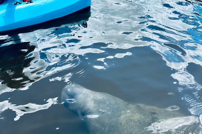 Dolphin and Manatee Kayak and SUP Adventure Tour of Cocoa Beach - Who Will Enjoy This Tour?