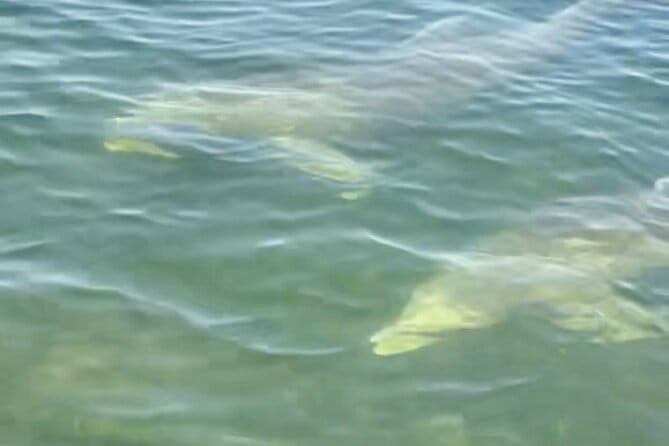 Dolphin and Manatee Kayak and SUP Adventure Tour of Cocoa Beach - Price, Value, and Booking Considerations