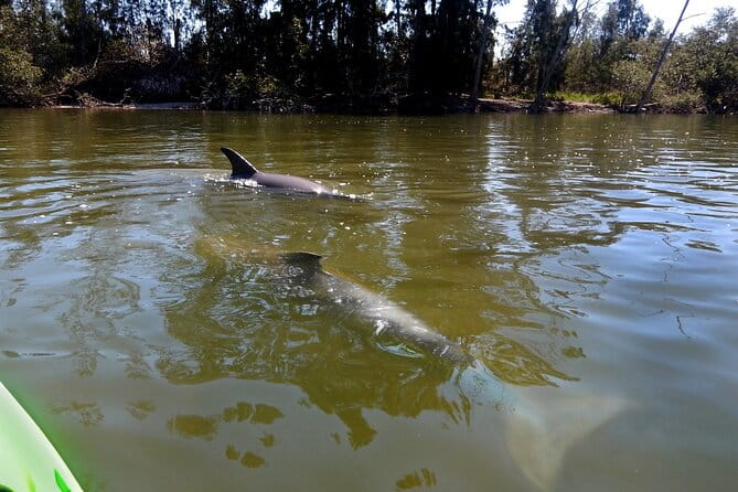 Manatees/Sunset/Bioluminescence Tour - Who Should Consider This Tour?