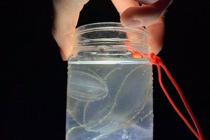 Comb Jelly Bioluminescence Kayak Tour - The Significance of the Experience