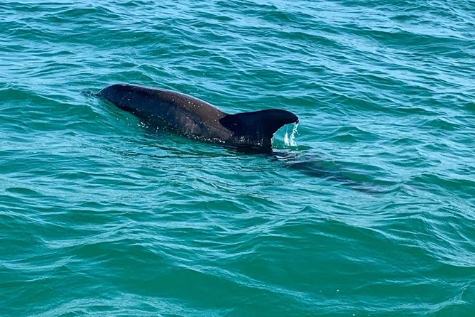 Dolphin Cruise in Destin FL - Who Will Love This Tour?