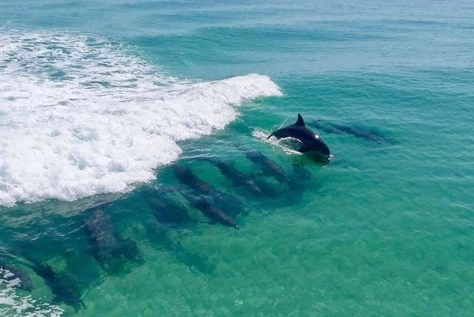 Flippers Adventures Dolphin Cruise - Key Points