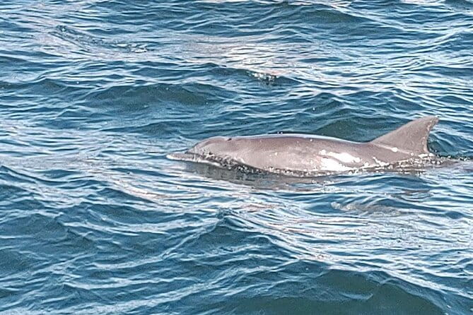 2 Hours Swim with the Dolphins in Panama City - A Detailed Look at the Panamanian Dolphin Tour