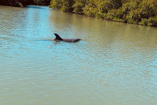 New Smyrna Dolphin and Manatee Kayak and SUP Adventure Tour - FAQ