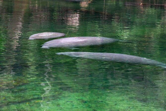 St. Johns River Cruise - Blue Spring State Park - Who Will Love This Tour?