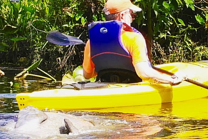 Orlando Manatee Encounters - Authentic Encounters and Why They Matter