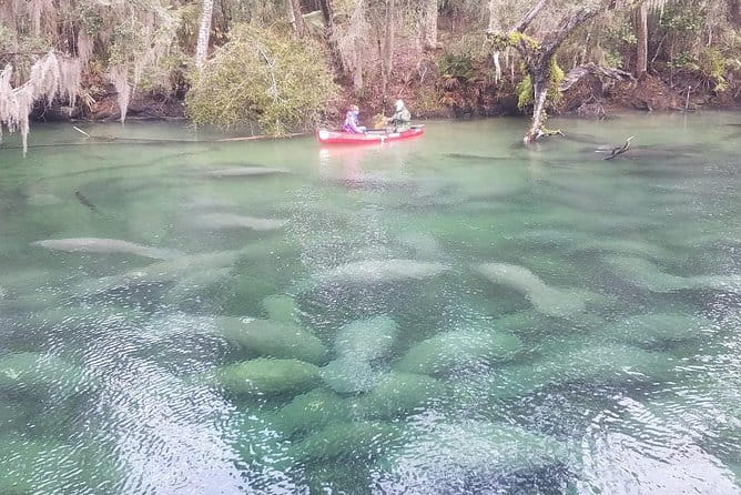 Orlando Manatee Encounters - The Sum Up: Is This the Wildlife Tour for You?