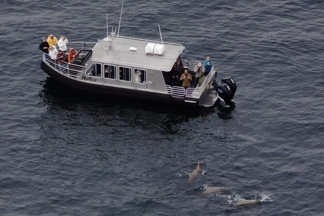 Alaska Whale Watching with bonus Drone viewing of Whales - FAQs