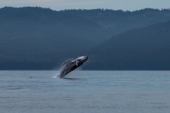 Hoonah Whale Tours - Frequently Asked Questions