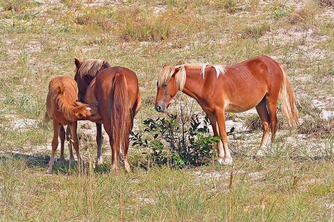 2-hour Outer Banks Wild Horse Tour by 4WD Truck - The Authenticity and Value