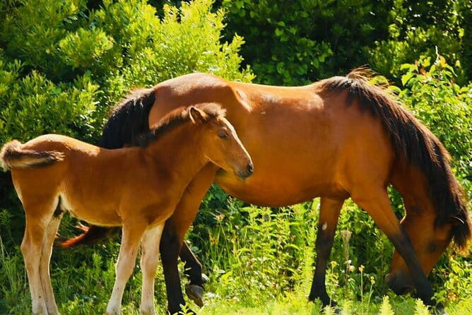 2-hour Outer Banks Wild Horse Tour by 4WD Truck - Practical Tips for Travelers