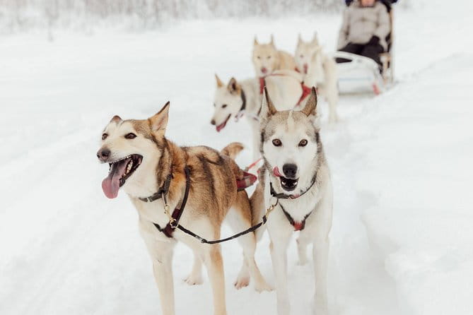 Mush Your Own Sled Dog Team (Winter Tour) in Talkeetna, Alaska - Who Will Love This Tour?