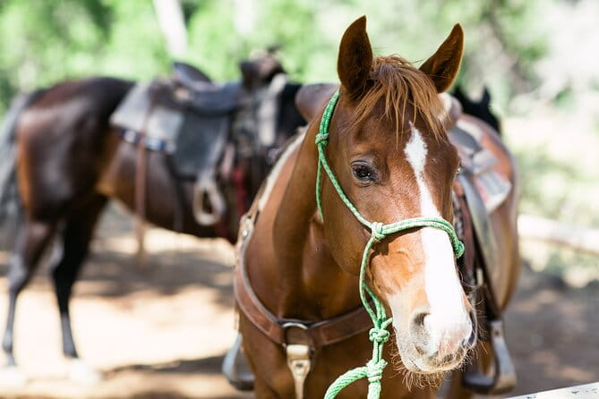 Cowpoke Ride: Adventurous horseback tour just 9 MILES from Sedona - Who is this tour best for?