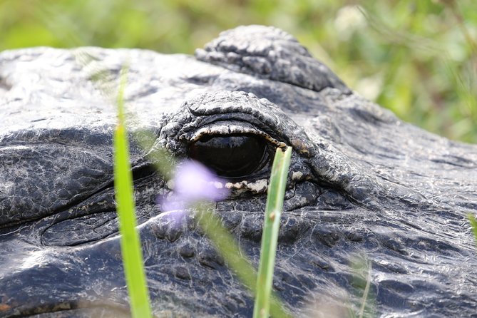 Full-Day Kayak Adventure in the Everglades - FAQs