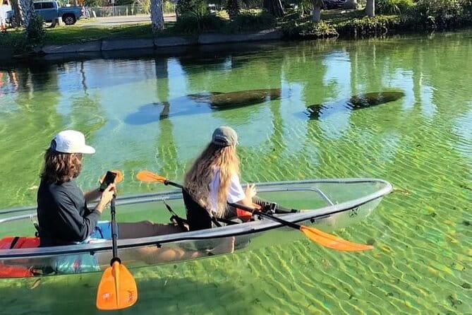 Weeki Wachee Clear Kayak Ecotours Manatee Season - November 14th-March 31st - Introducing the Weeki Wachee Clear Kayak Ecotour — An Up-Close Encounter with Nature
