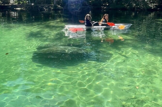 Weeki Wachee Clear Kayak Ecotours Manatee Season - November 14th-March 31st - Who Will Get the Most Out of This Tour?
