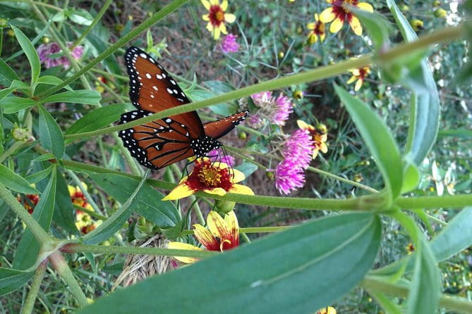 Butterfly Rainforest at Florida Museum of Natural History Ticket - Practical Tips for Visiting