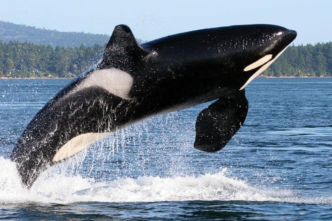 Whale Watching from Friday Harbor - Practical Tips for Your Trip