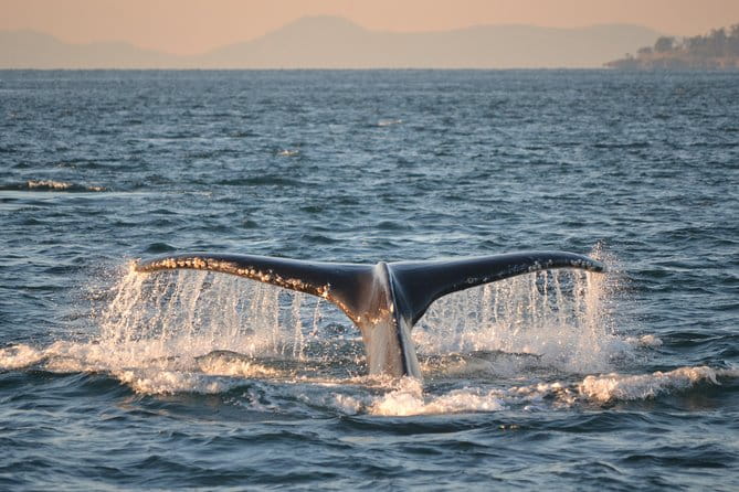 Whale Watching from Friday Harbor - The Sum Up: Why You’ll Love It