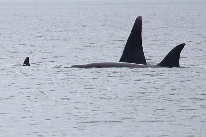 Whale Watching Tour from Anacortes - Anacortes: The Perfect Starting Point for Whale Watching