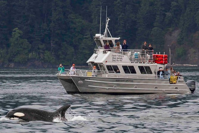 Whale Watching Tour from Anacortes - The Experience: Comfort, Views, and Wildlife Encounters