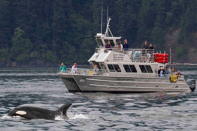 Orcas Island Whale Watching - The Impact of Seasonality