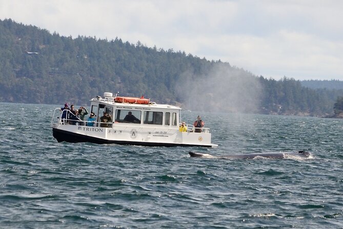 Orcas Island Whale Watching - The Sum Up: Is This Tour Worth It?