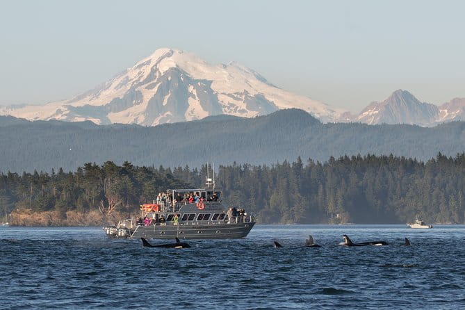 Guaranteed Whale Watching Tour - The Benefits of Small Group and Expert Guides