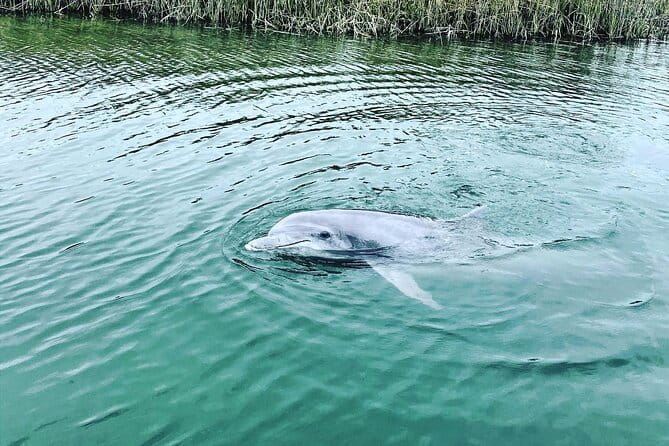 90 Minute Hilton Head Dolphin Tour - The Sum Up: A Worthwhile Look at Hilton Head’s Waterways