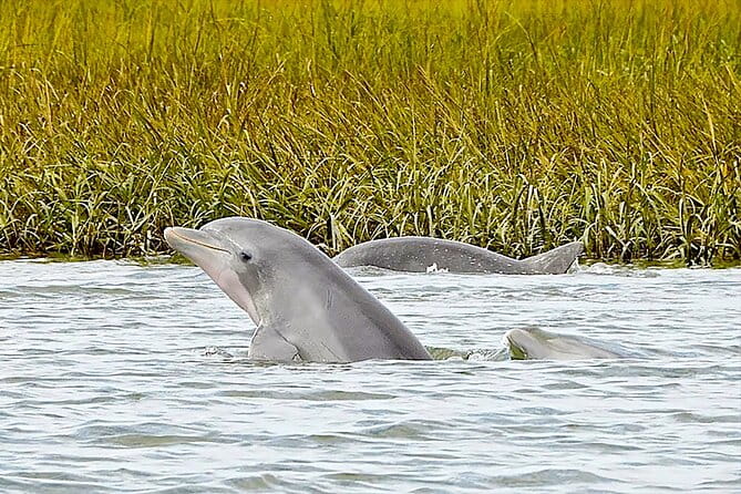 90 Minute Hilton Head Dolphin and Nature Cruise - Practical Tips Before You Go