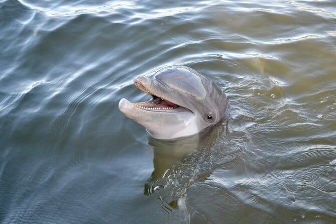 90 Minute Hilton Head Dolphin and Nature Cruise - Frequently Asked Questions