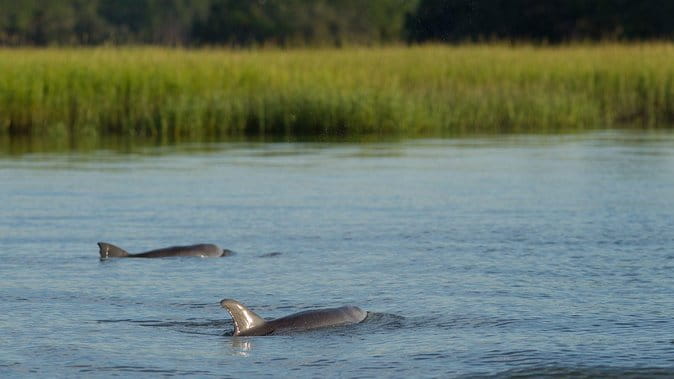 90-Minute Dolphin and Nature Tour of Hilton Head - The Sum Up: Who Should Consider This Tour