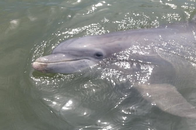 90-Minute Dolphin and Nature Tour of Hilton Head - FAQ