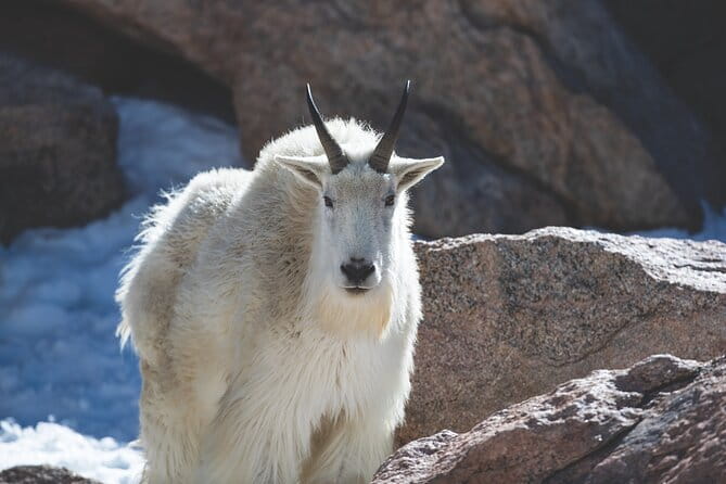 The Premier Wildlife Tours in Rocky Mountain National Park - The Bottom Line