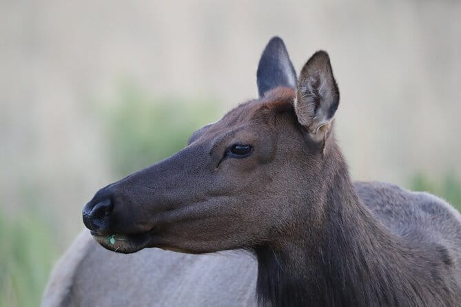 The Premier Wildlife Tours in Rocky Mountain National Park - Why Choose This Tour?
