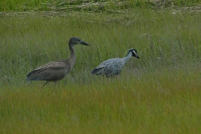 Wetlands Safari Eco-Cruise in Cape May (Birding By Boat) - The Value of the Tour