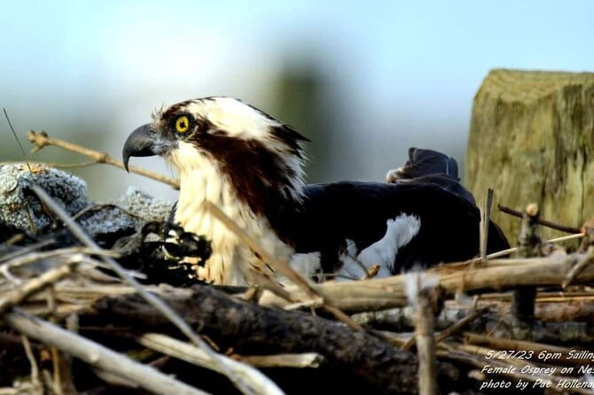 Wetlands Safari Eco-Cruise in Cape May (Birding By Boat) - Insights from the Reviews