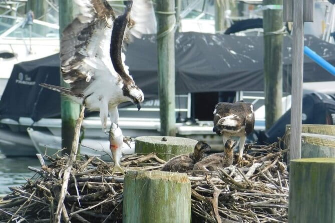 Wetlands Safari Eco-Cruise in Cape May (Birding By Boat) - Who Will Love This Tour?