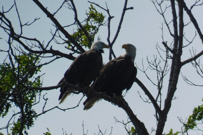 2-Hour Sunset Safari Eco Cruise from Cape May - Who Will Love This Experience?