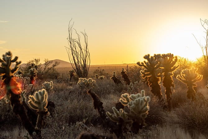 Sonoran Desert Jeep Tour at Sunset - Who Will Love This Tour?