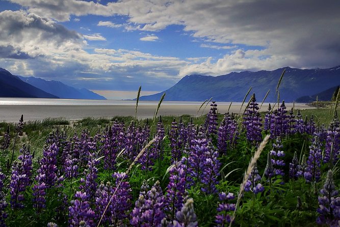 Wilderness, Wildlife, Glacier Experience from Anchorage - Key Points