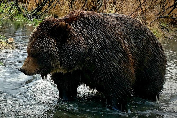 Wilderness, Wildlife, Glacier Experience from Anchorage - Authentic Traveler Experiences