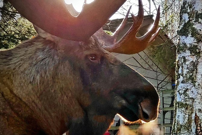 Wilderness, Wildlife, Glacier Experience from Anchorage - The Sum Up: Who Should Consider This Tour?