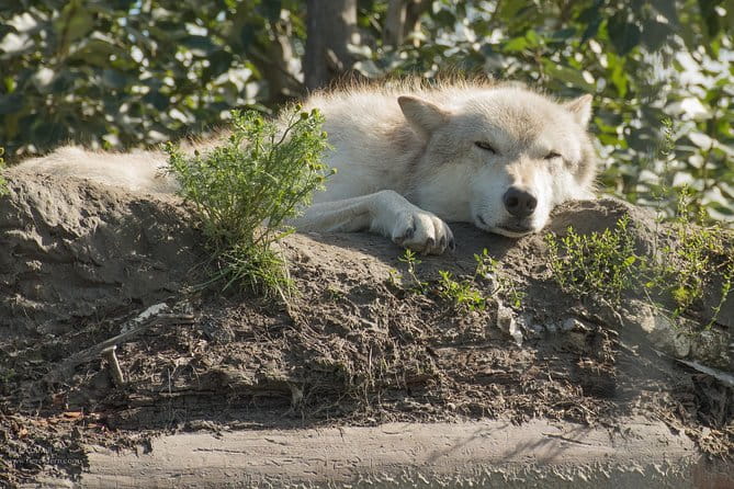 Glaciers and Wildlife: Super Scenic Day Tour from Anchorage - The Sum Up