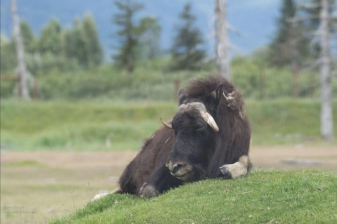 Glaciers and Wildlife: Super Scenic Day Tour from Anchorage - FAQ